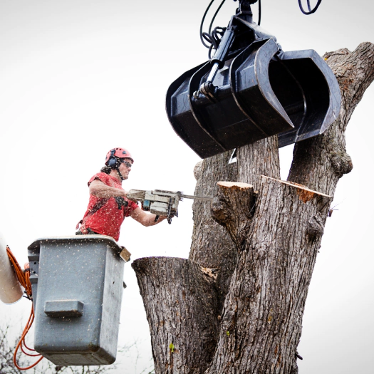 ongoing emergency tree removal service