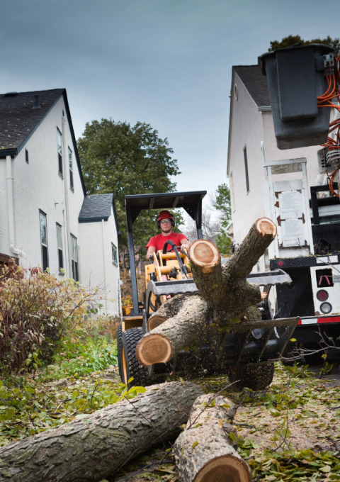 ongoing tree removal service